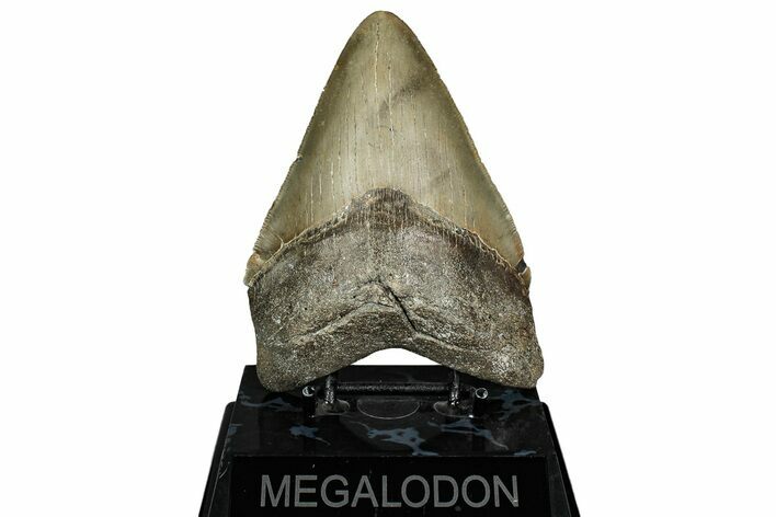 Serrated, Fossil Megalodon Tooth - North Carolina #344044